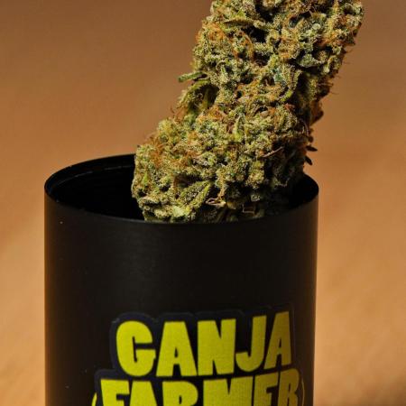 Strawberry Cake Auto | Ganja Farmer