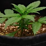 Sticky Broccoli | Eternity Grow Cup