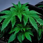 Jelly Donutz Auto