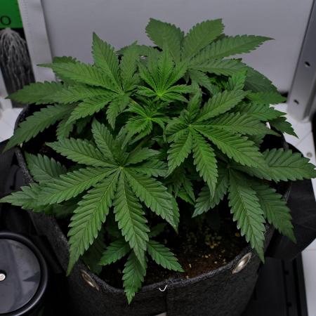 Strawberry Cake Auto | Ganja Farmer