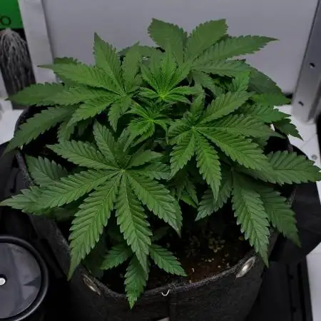 Strawberry Cake Auto | Ganja Farmer