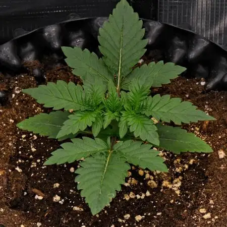 Skywalker OG Runtz/Gelato ✮✮✮