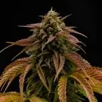 Cherry Cola & Banana Purple Punch