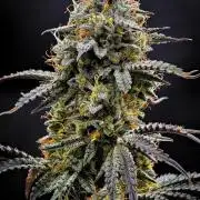 3 Bears OG | Mephisto Genetics