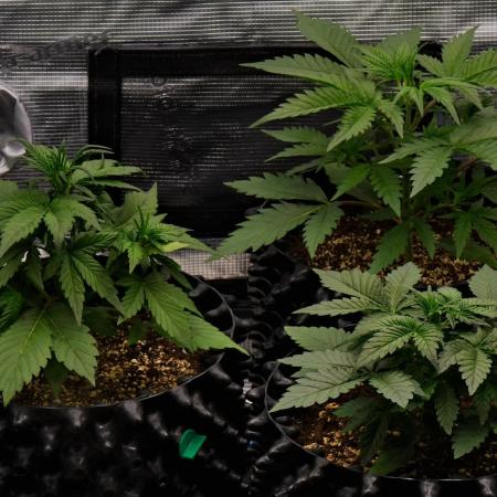 Skywalker OG Runtz/Gelato ✮✮✮