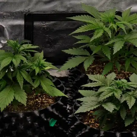 Skywalker OG Runtz/Gelato ✮✮✮