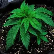 Jelly Donutz Auto