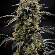 3 Bears OG | Mephisto Genetics
