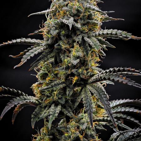 3 Bears OG | Mephisto Genetics