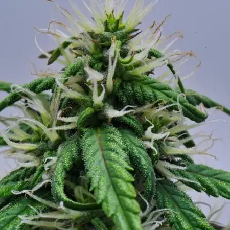 Cinderella | Fastbuds