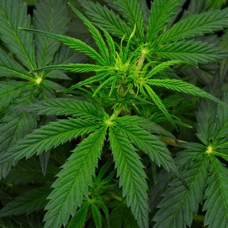 Sticky Broccoli | Eternity Grow Cup