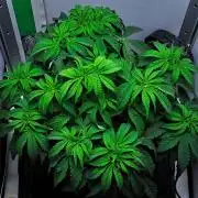 Jelly Donutz Auto