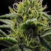 3 Bears OG | Mephisto Genetics