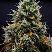 Cinderella | Fastbuds