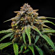 Jealousy Marker Auto | Ganja Farmer