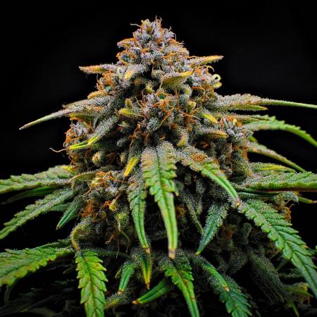 Jealousy Marker Auto | Ganja Farmer