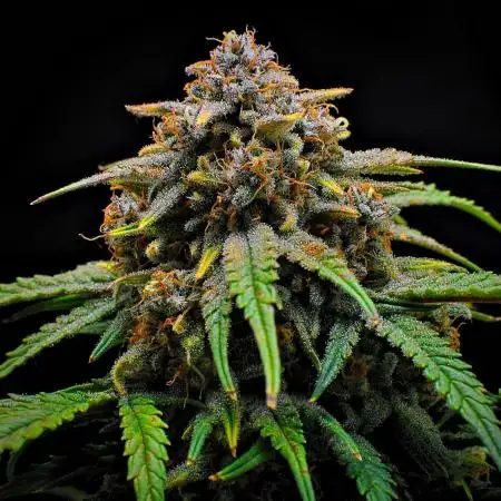 Jealousy Marker Auto | Ganja Farmer