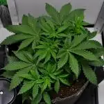 Strawberry Cake Auto | Ganja Farmer