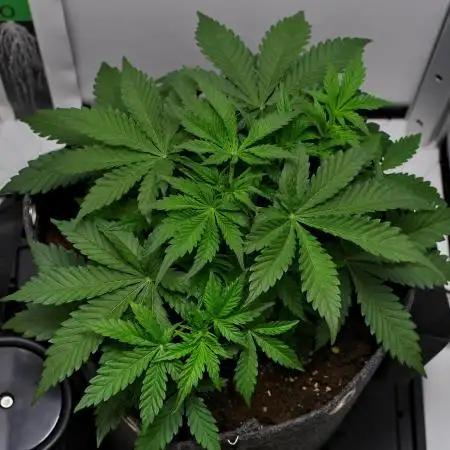 Strawberry Cake Auto | Ganja Farmer
