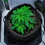 Jelly Donutz Auto