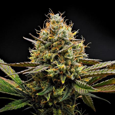 Guava Runtz Auto | Fastbuds