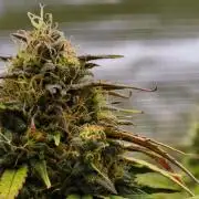 Skywalker OG Runtz/Gelato ✮✮✮