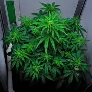 3 Bears OG | Mephisto Genetics