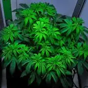 Jelly Donutz Auto