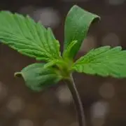 Cinderella | Fastbuds