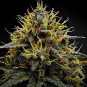 Guava Runtz Auto | Fastbuds