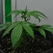 Cinderella | Fastbuds