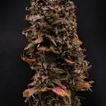 Cherry Cola & Banana Purple Punch