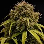 Royal AK & Lemon Cherry Cookies | RQS&Fastbuds Autos | 3 Plants
