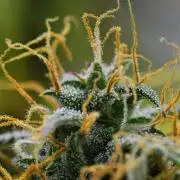 Cinderella | Fastbuds