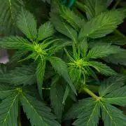 Sticky Broccoli Auto | Eternity Grow Cup