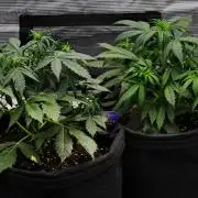 Sticky Broccoli | Eternity Grow Cup