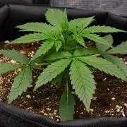 Sticky Broccoli | Eternity Grow Cup