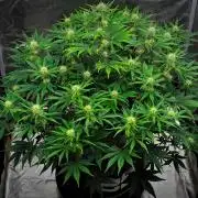 Mendo Cherry Cookies Auto | Fastbuds
