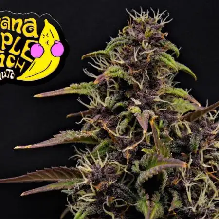 Cherry Cola & Banana Purple Punch