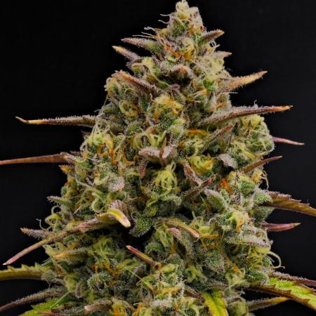 Skywalker OG Runtz/Gelato ✮✮✮