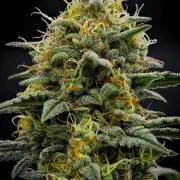 Mendo Cherry Cookies Auto | Fastbuds