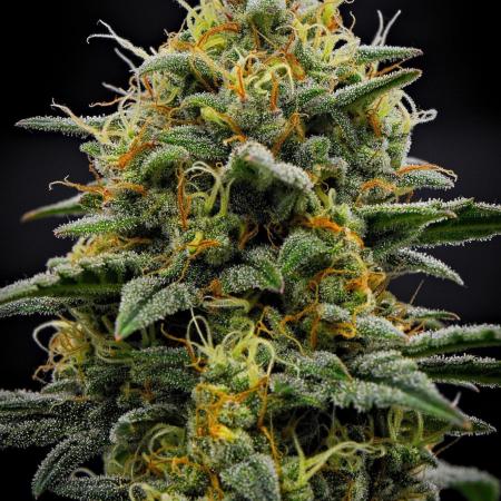 Mendo Cherry Cookies Auto | Fastbuds