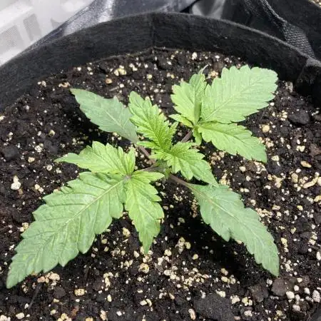 Sweet Berry Breeze