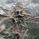 Halle berry by blockheadbuds