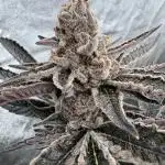 Halle berry by blockheadbuds