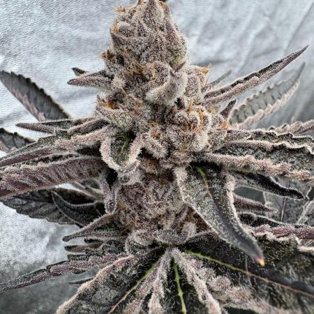 Halle berry by blockheadbuds