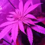 K1 aka Kalité Tizane , French touch seeds , pura sativa Landrace