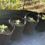 Critical Purple - First Time Grow