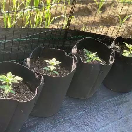 Critical Purple - First Time Grow