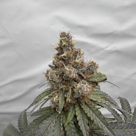 BM Grow